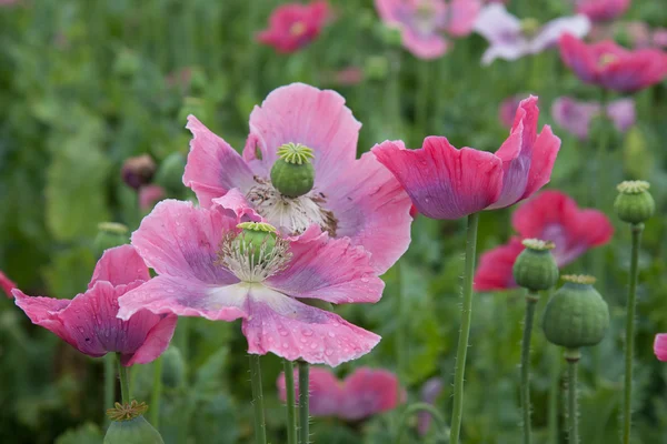 Purple poppy after a shower of rain in the Czech Republic — Stock Photo, Image