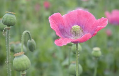 Purple poppy blossom in Czech clipart