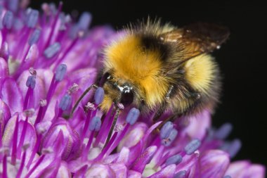 Bal arısı Allium besleme