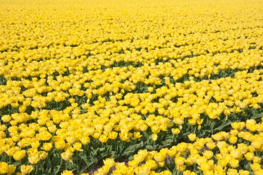 Field of yellow tulips in the Netherlands clipart