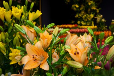 Hollandalı flora sergisinde güzel zambak