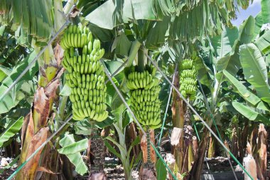 Detail of a banana plantation at La Palma clipart