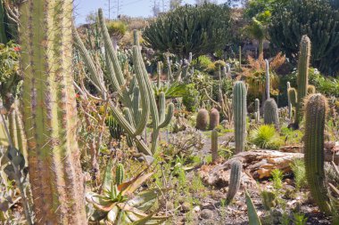 Cactus garden at La Palma, Spain clipart