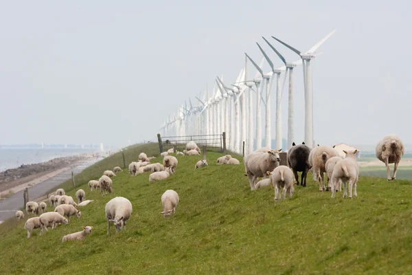 Grazing sheep near windmills along a dutch dike — Stock Photo, Image