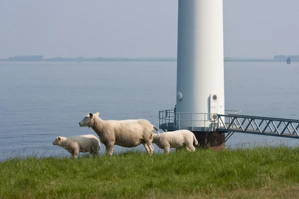 Sheep grazing in farmland beside huge windmill in the sea — Zdjęcie stockowe