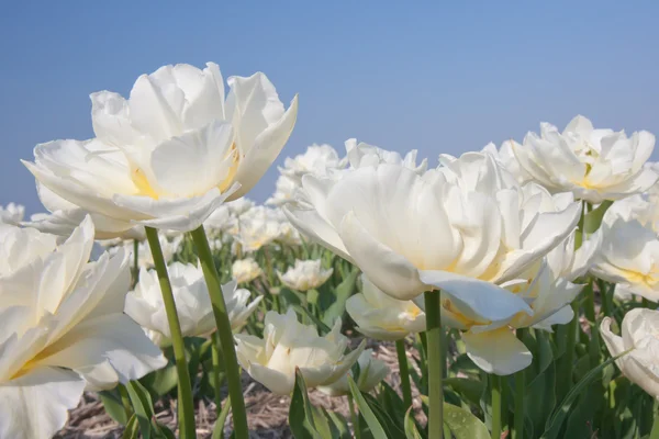 Tulipanes blancos de los Países Bajos — Foto de Stock