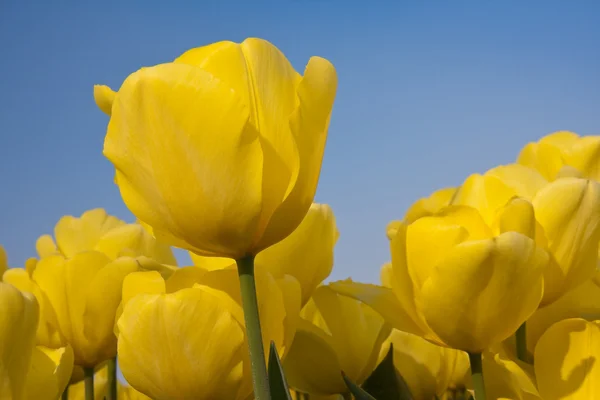 Tulipanes amarillos holandeses contra un cielo azul —  Fotos de Stock