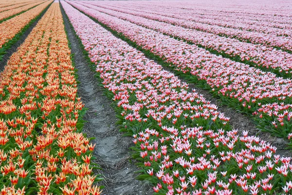 Niekończące się Rzędy pięknych tulipanów w Holandii — Zdjęcie stockowe
