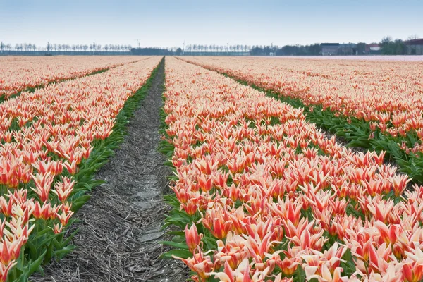 Campo di tulipani rossi e gialli nei Paesi Bassi — Foto Stock