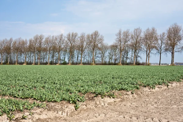 Field of tulips in the netherlands, waiting for blooming — Stock Photo, Image