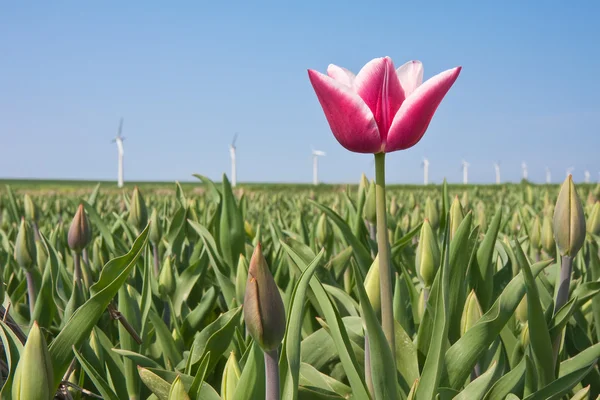 First blooming tulip of the Netherlands — Stock Photo, Image