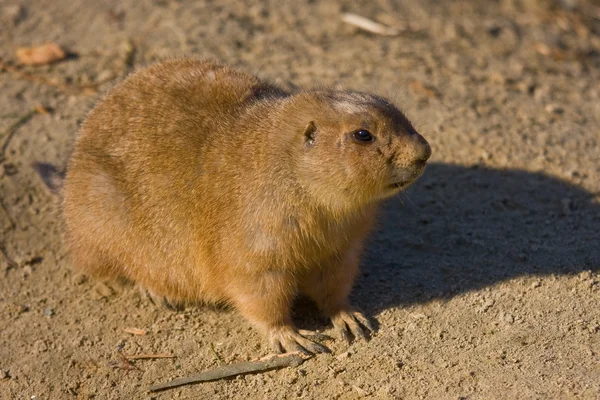 Stock image Watchful guinea pig in dutch zoo