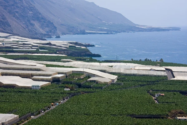 Plantaciones de plátanos a lo largo de la costa de La Palma — Foto de Stock