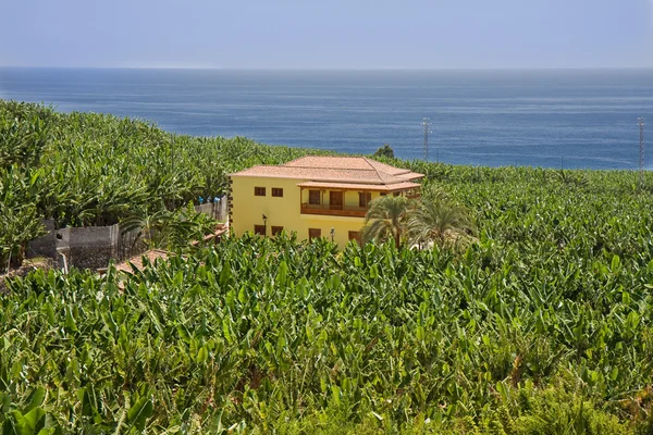 Huis omringd door bananenplantages op la palma — Stockfoto