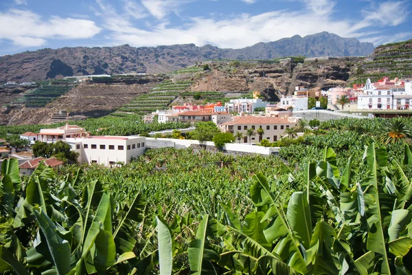 Piantagione di banane a Tazacorte, La Palma — Foto Stock