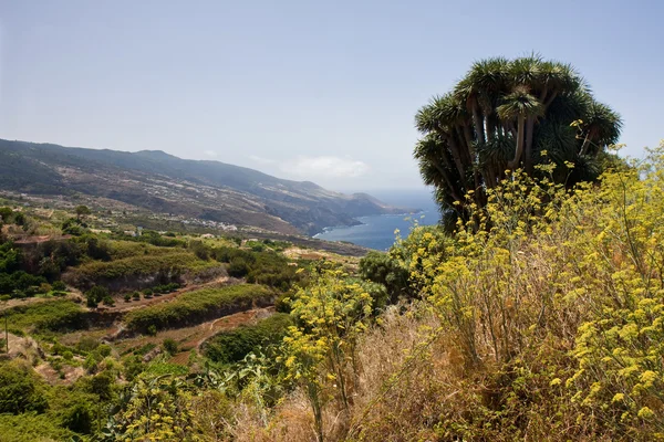 Üppige Vegetation an der Küste von La Palma — Stockfoto