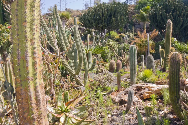 Cactus trädgård på la palma, Spanien — Stockfoto