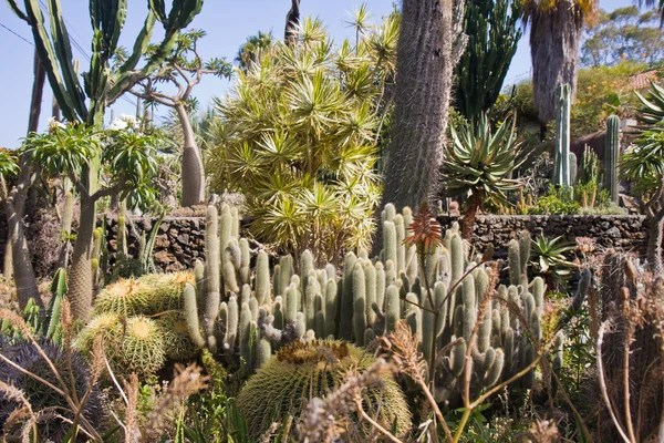 Cactus trädgård på la palma, Spanien — Stockfoto