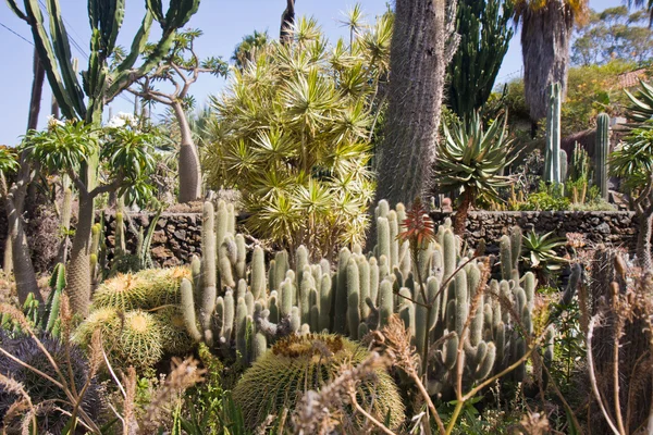 Cactustuin op la palma, Spanje — Stockfoto