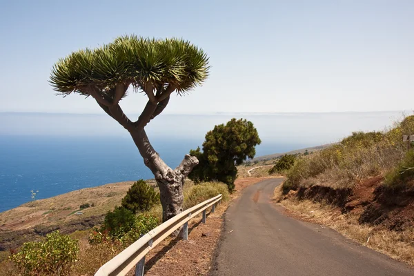 stock image Dragon tree at the coast of La Palma, Canary Islands