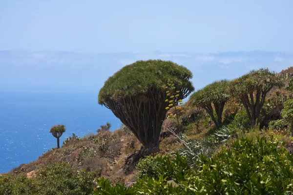 Dragon tree at coast of La Palma — Stock Photo, Image