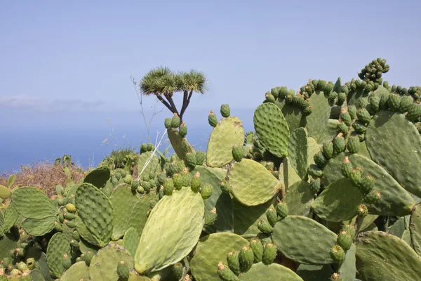 Großer kaktus auf la palma, spanien — Stockfoto