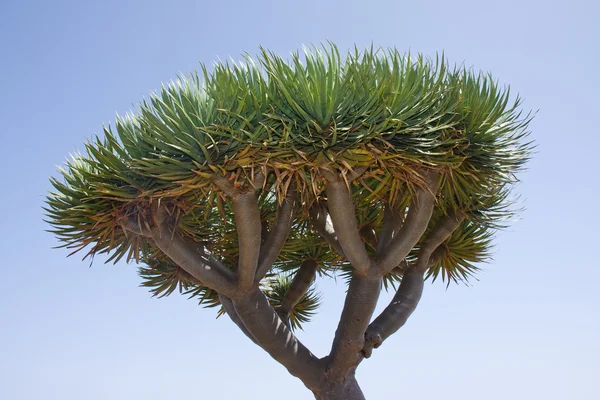 Dragon tree op la palma, Spanje — Stockfoto
