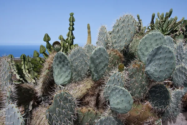 Cactus fältet på la palma, Kanarieöarna — Stockfoto