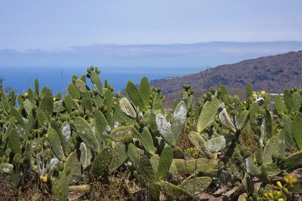 Kakteenfeld auf La Palma, Kanarische Inseln — Stockfoto