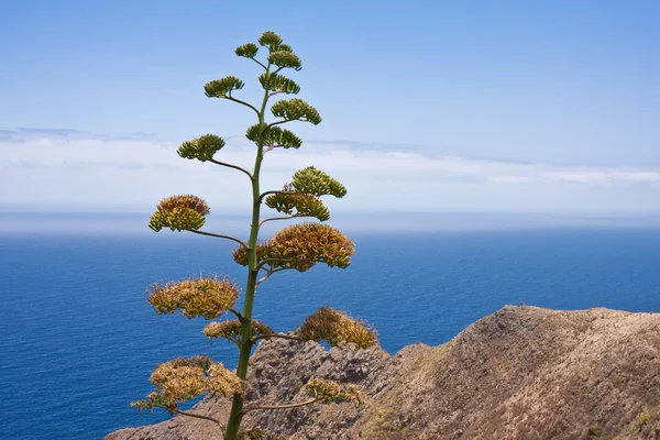 Côte rocheuse de La Palma, Îles Canaries — Photo