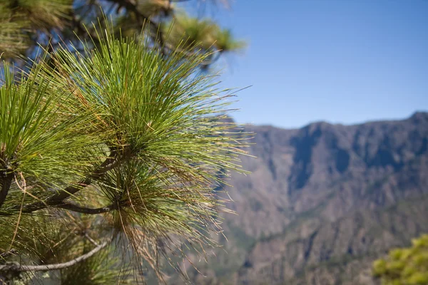 ラ ・ パルマ島カルデラ デ タブリエンテの国境で松の木 — ストック写真