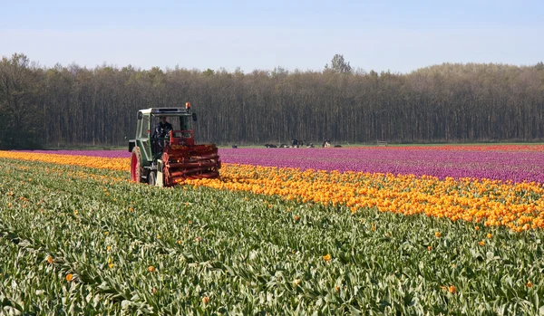 Cutting the tops of tulips at a dutch bulb farm — Stock Photo, Image