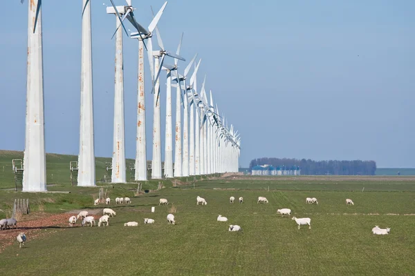 Гравірування овець у весняний час біля ряду вітряків — стокове фото