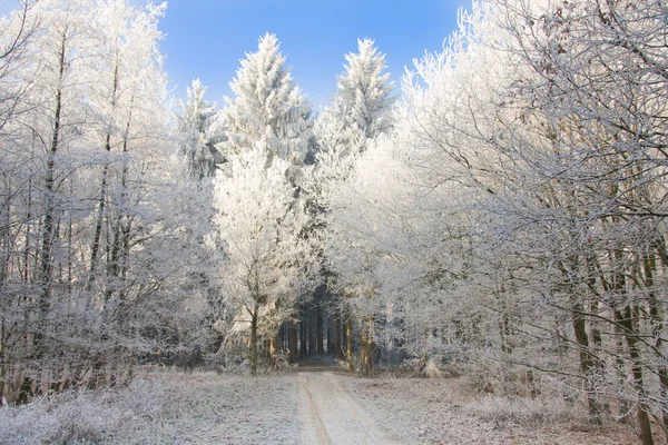 Trail genom en snöig skog med solljuset skiner på träden — Stockfoto