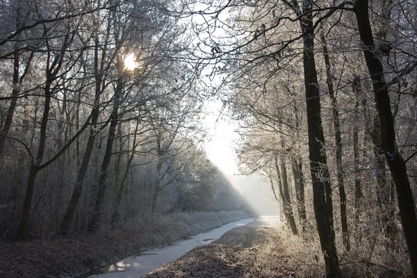 Paisagem de inverno em uma floresta congelada — Fotografia de Stock