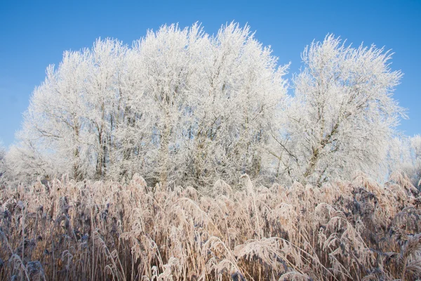 Pântano com cana congelada e árvores no inverno — Fotografia de Stock