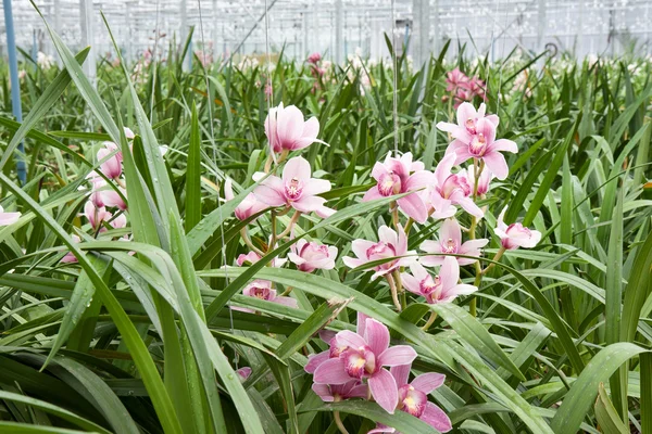 Orchid plant nursery in the Netherlands — Stock Photo, Image
