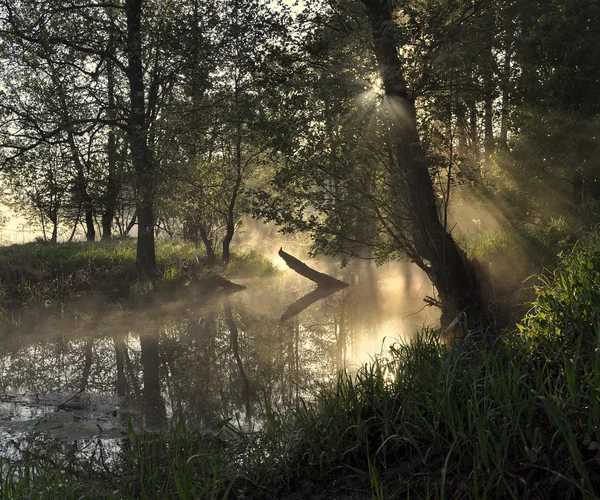 在黎明时分森林河雾 图库图片