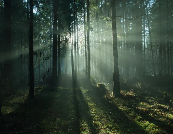 Mgła w lesie Obraz Stockowy