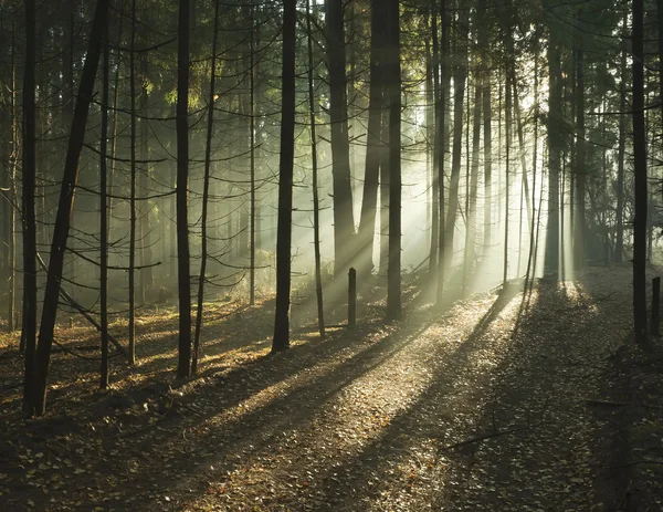 森林里的雾 免版税图库照片