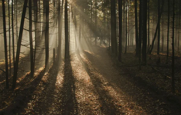 stock image Fog in the forest