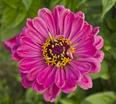 pembe gerber daisies