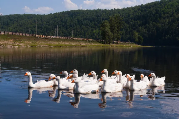 stock image Village geese