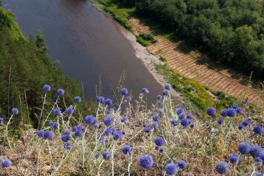 Blue flowers on a cliff above the river clipart