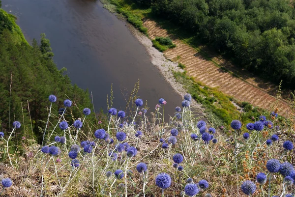 stock image Blue flowers on a cliff above the river