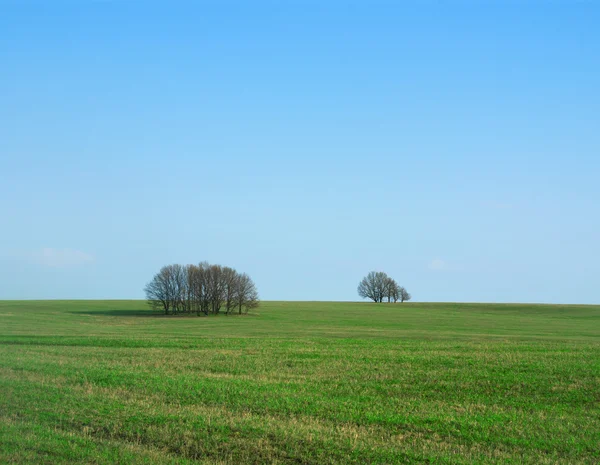 Деревья в поле — стоковое фото