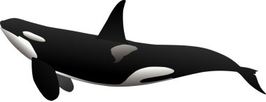 Ocra - killer whale clipart