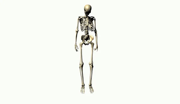 Скелет — стоковое фото