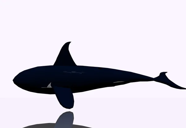 Orca - Kardszárnyú delfin — Stock Fotó