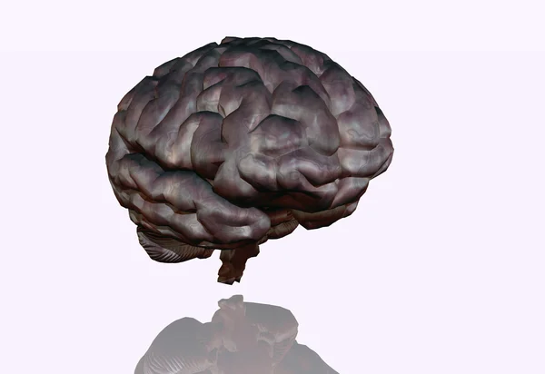 Hjerneillustration - Stock-foto
